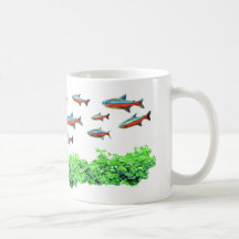 Cardinal Tetra School