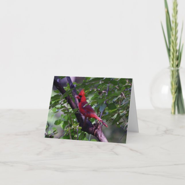 Cardinal  thank you card (Front)