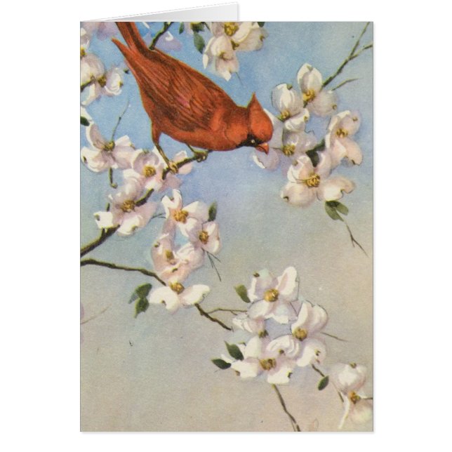 Cardinal vintage (Devant)