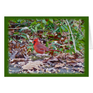 Cardinal Wild Songbird Series