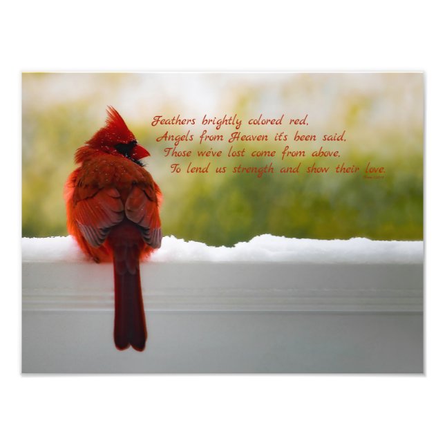 Cardinal with Visitor From Heaven poem 16x12 Photo Print (Front)
