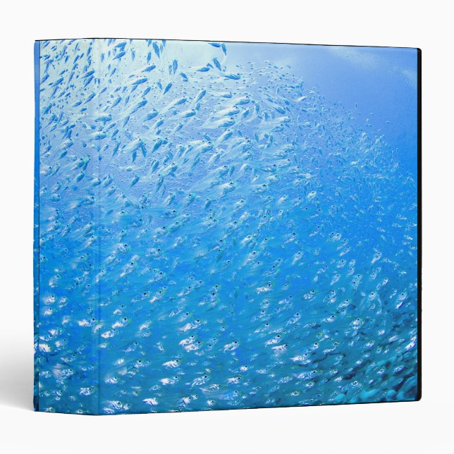 Cardinalfishes swimming underwater binder (Front/Spine)