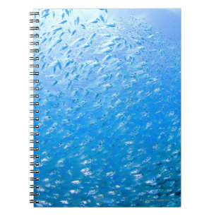 Cardinalfishes swimming underwater notebook