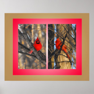 Cardinals in a "Crisp" Winter Morning Poster