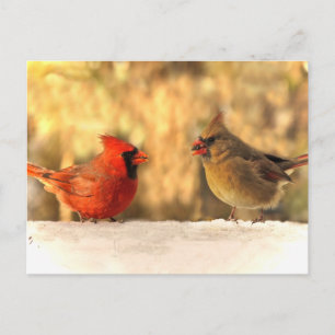 Cardinals in Autumn Postcard