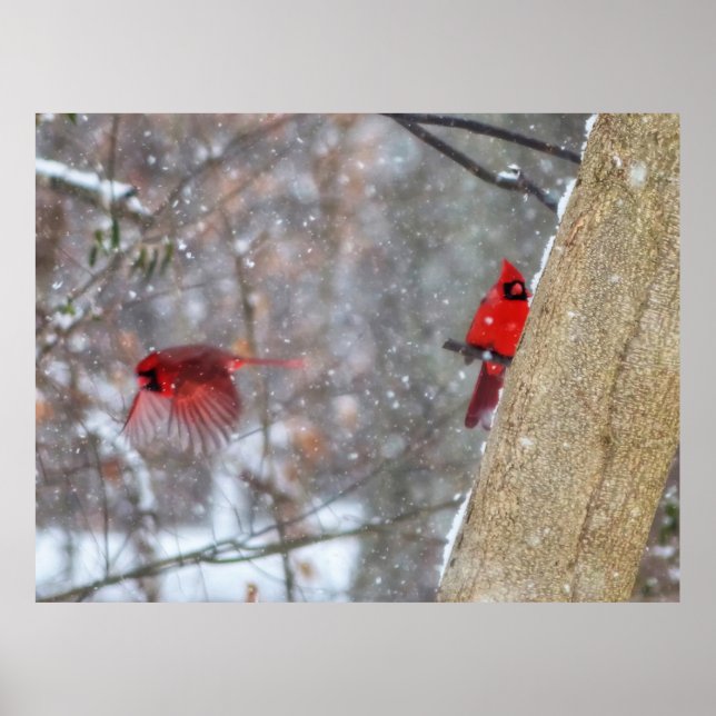 Cardinals in the Snow Poster (Front)