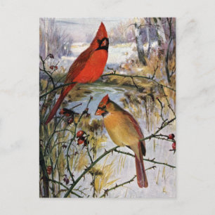 Cardinals in Winter Postcard