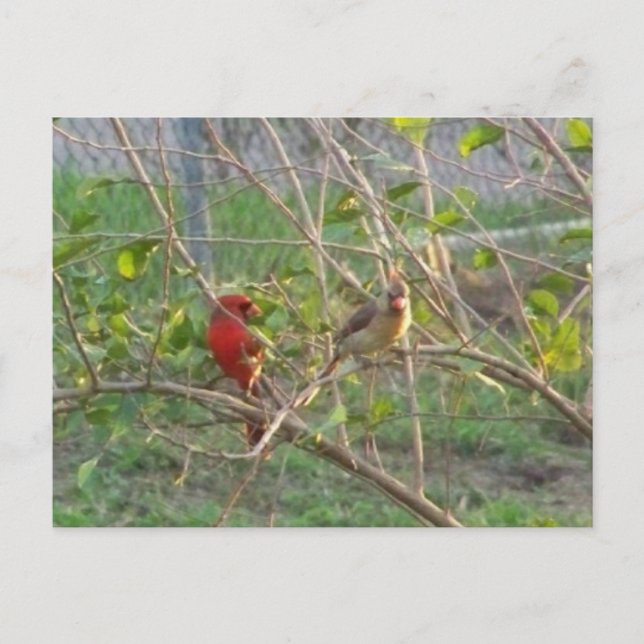 Cardinals Postcard (Front)