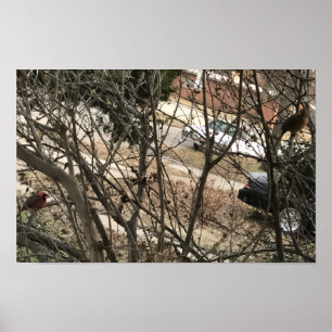 Cardinals Poster