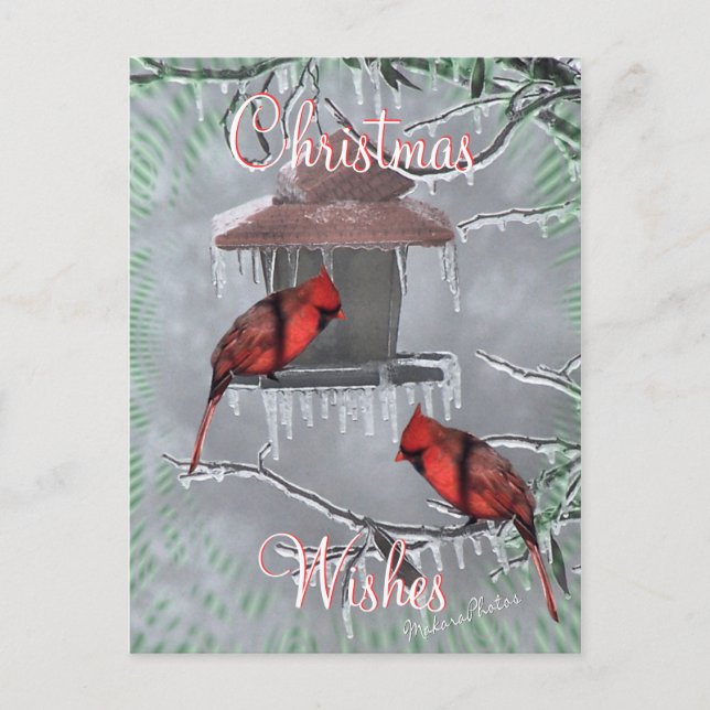 CardinalsIcyFeederPostcard-customize Holiday Postcard (Front)