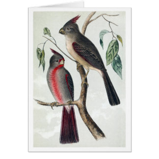 Cardinaux de désert