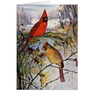 Cardinaux en hiver