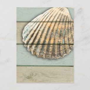 Cardita Shell Postcard