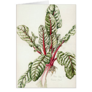 Cardon 1992 de rhubarbe