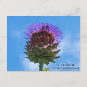 Cardoon Flower Postcard