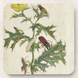 Cardos Spinosus: Beetles and Caterpillars, plate 6 Coaster