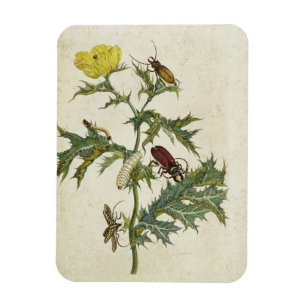 Cardos Spinosus: Beetles and Caterpillars, plate 6 Magnet