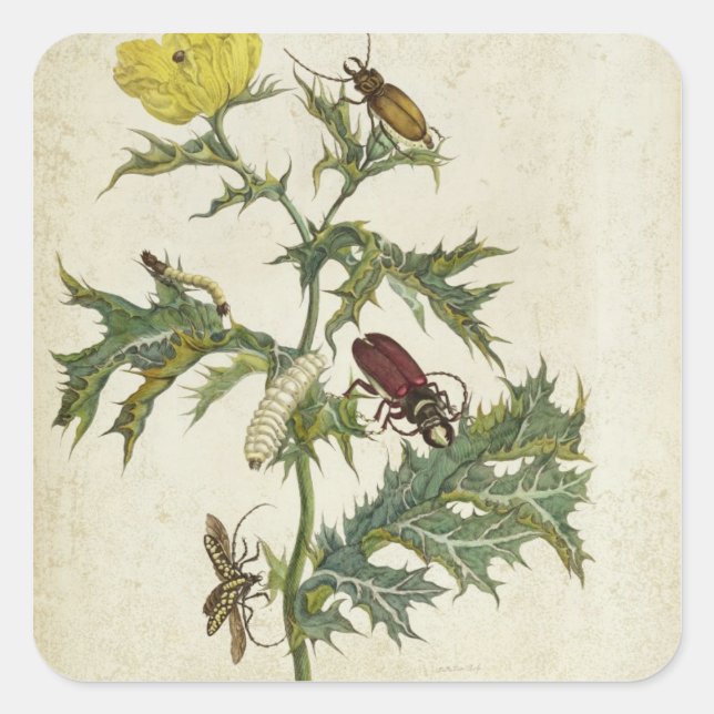 Cardos Spinosus: Beetles and Caterpillars, plate 6 Square Sticker (Front)