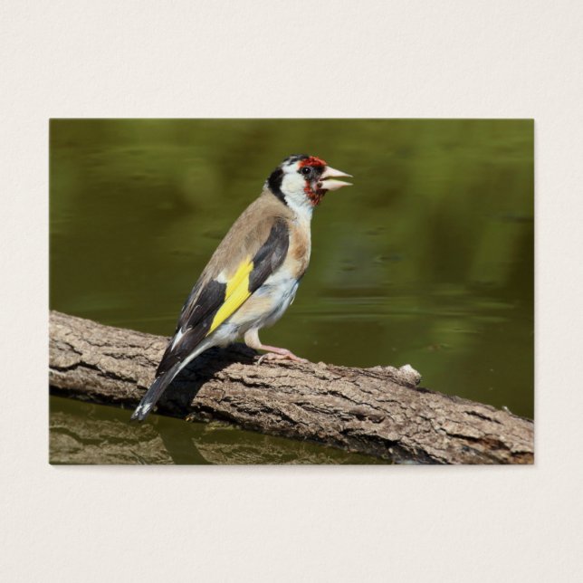 Carduelis carduelis (Front)