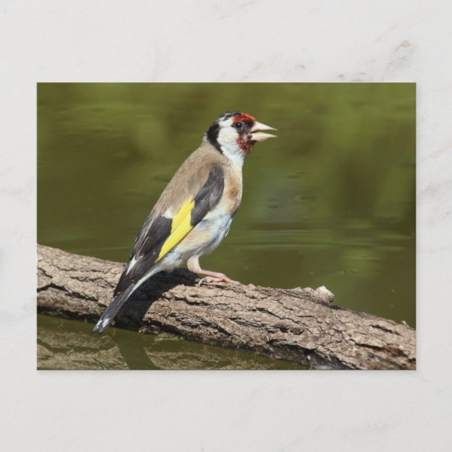 Carduelis carduelis postcard (Front)