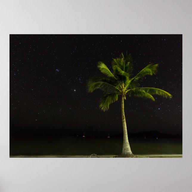 Cardwell Palm Poster (Front)