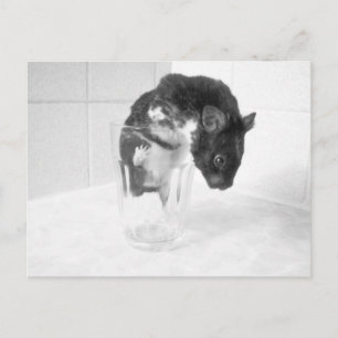 Care for a drink?? postcard