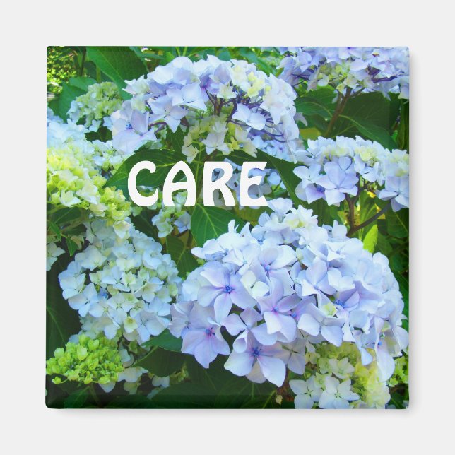CARE magnets blue Hydrangea Flowers Garden (Front)