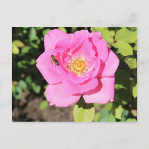 Carefree Beauty Rose # 5 Postcard