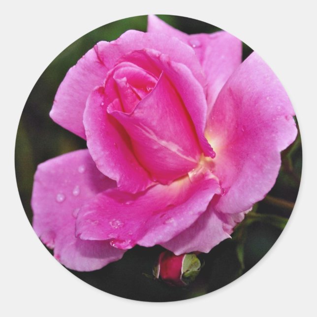 Carefree Beauty Shrub Rose 'Bucbi' White flowers Classic Round Sticker (Front)