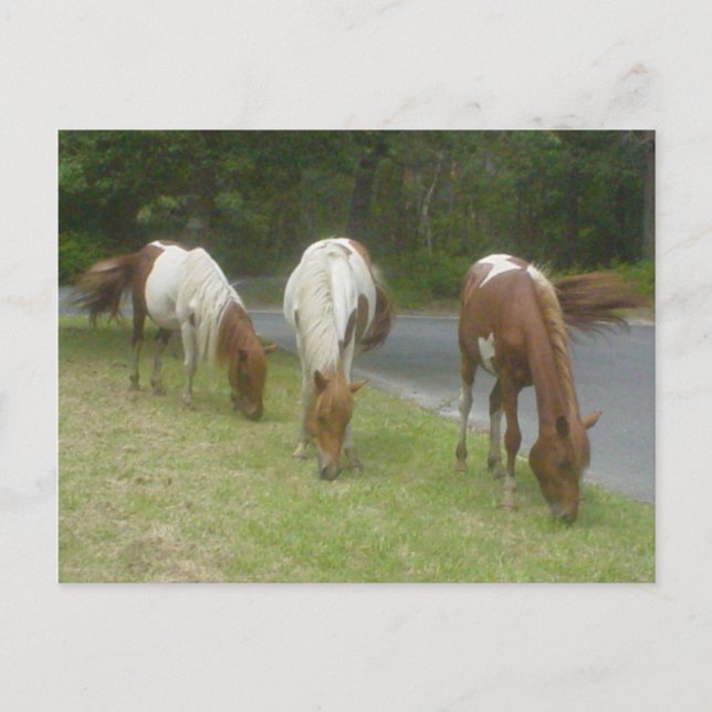 Carefree Ponies Postcard (Front)