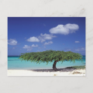 Caribbean, Aruba. Eagle Beach Postcard