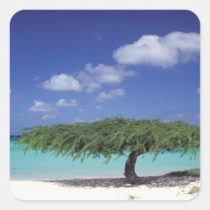 Caribbean, Aruba. Eagle Beach Square Sticker