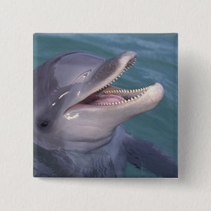 Caribbean, Bottlenose dolphin 2 Inch Square Button