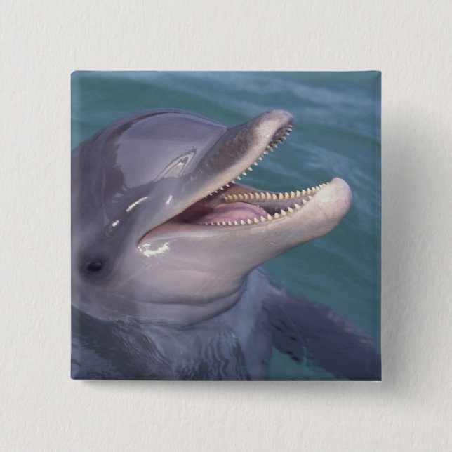 Caribbean, Bottlenose dolphin 2 Inch Square Button (Front)
