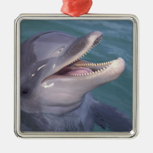 Caribbean, Bottlenose dolphin Metal Ornament