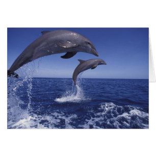 Caribbean, Bottlenose dolphins