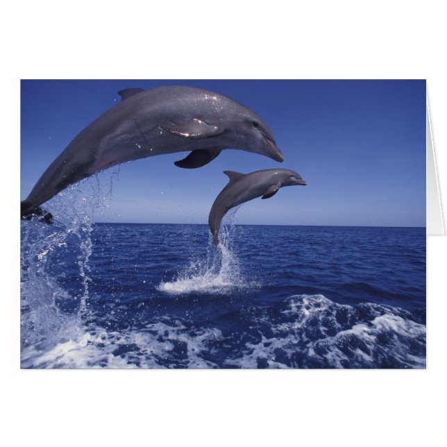 Caribbean, Bottlenose dolphins (Front Horizontal)