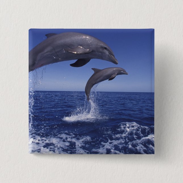 Caribbean, Bottlenose dolphins 2 Inch Square Button (Front)