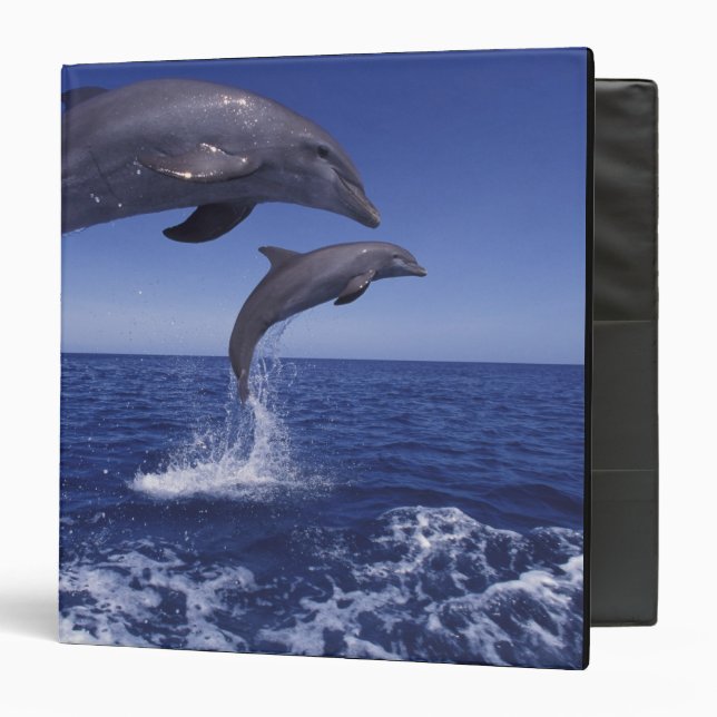 Caribbean, Bottlenose dolphins Binder (Front/Inside)