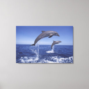 Caribbean, Bottlenose dolphins Canvas Print