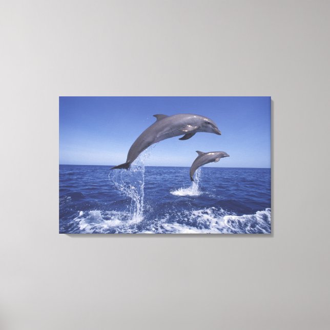 Caribbean, Bottlenose dolphins Canvas Print (Front)