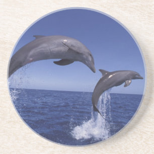 Caribbean, Bottlenose dolphins Coaster