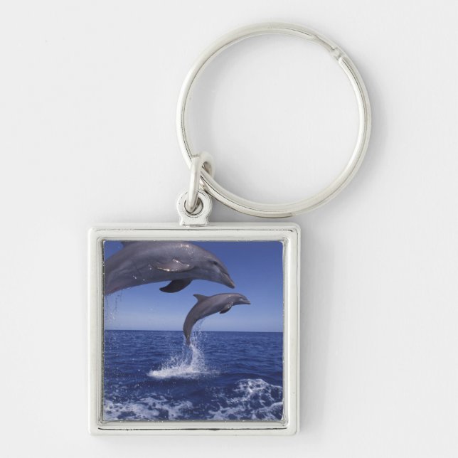 Caribbean, Bottlenose dolphins Keychain (Front)