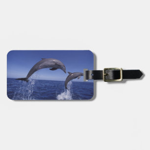 Caribbean, Bottlenose dolphins Luggage Tag