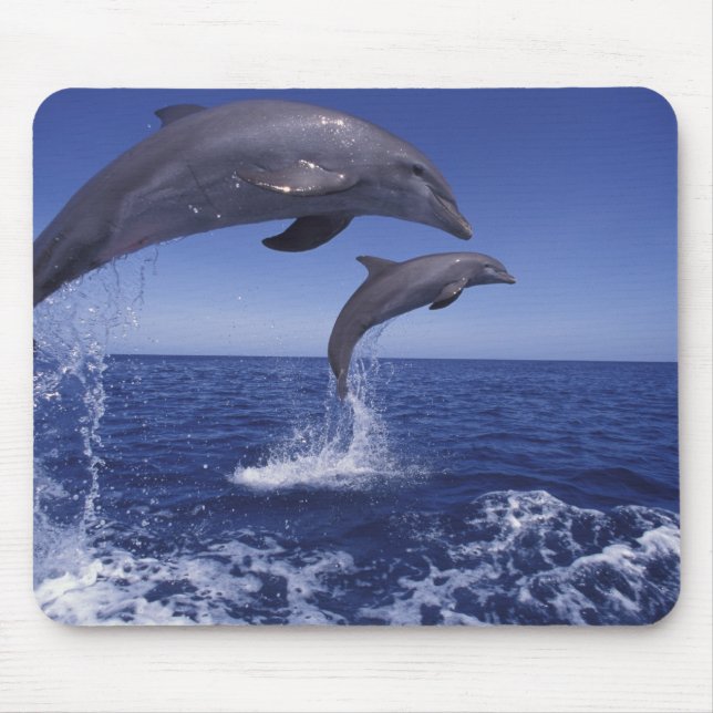 Caribbean, Bottlenose dolphins Mouse Pad (Front)