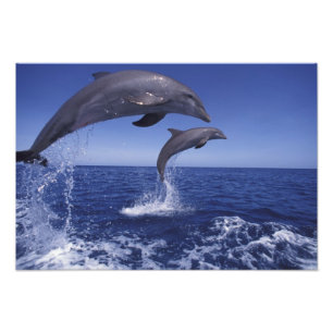Caribbean, Bottlenose dolphins Photo Print
