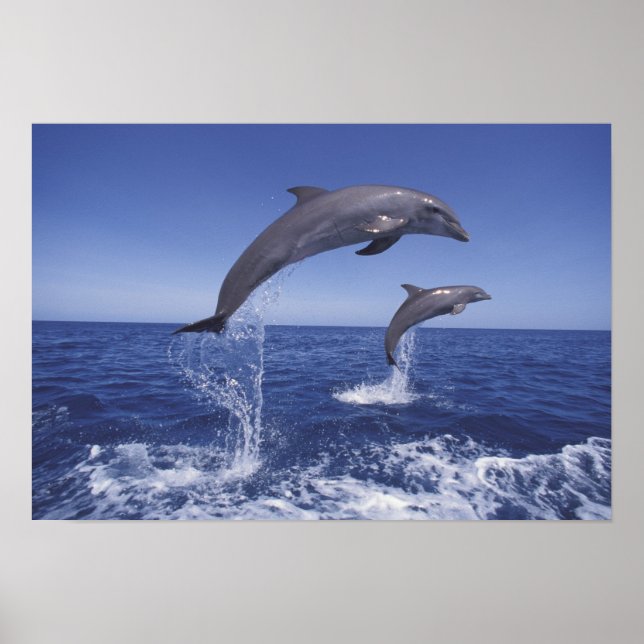 Caribbean, Bottlenose dolphins Poster (Front)