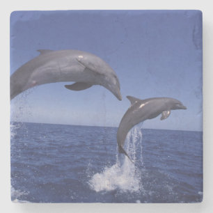 Caribbean, Bottlenose dolphins Stone Coaster