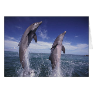 Caribbean, Bottlenose dolphins Tursiops