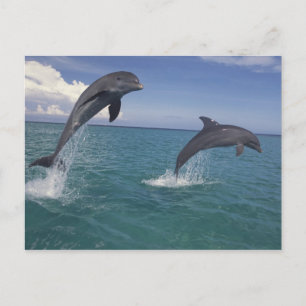 Caribbean, Bottlenose dolphins Tursiops 13 Postcard